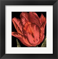 Mini Transitional Tulip II Fine Art Print