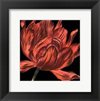 Mini Transitional Tulip IV Fine Art Print