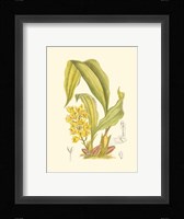 Orchid Plenty I Fine Art Print