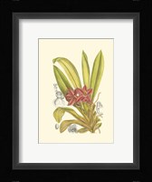 Orchid Plenty II Fine Art Print