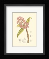 Orchid Plenty III Fine Art Print