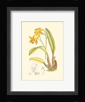 Orchid Plenty IV Fine Art Print