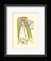 Orchid Plenty V Fine Art Print