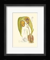 Orchid Plenty VI Fine Art Print