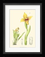 Spring Bounty II Fine Art Print