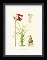 Spring Bounty III Fine Art Print