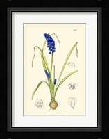 Spring Bounty IV Fine Art Print