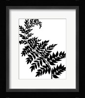 Leaf Silhouette III Fine Art Print