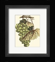 Vintner's Varieties I Framed Print