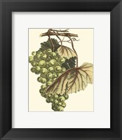 Vintner's Varieties I Fine Art Print