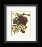 Vintner's Varieties II Framed Print