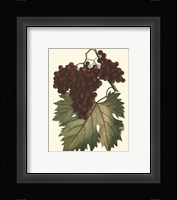 Vintner's Varieties III Framed Print