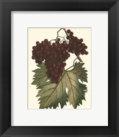 Vintner's Varieties III Fine Art Print