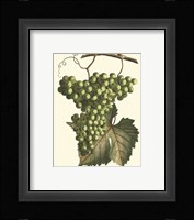 Vintner's Varieties IV Framed Print