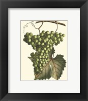 Vintner's Varieties IV Fine Art Print