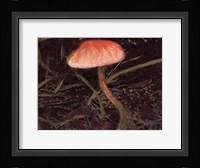 Forest Floor II Framed Print