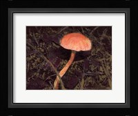 Forest Floor III Fine Art Print