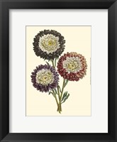 Blushing Blossoms I Fine Art Print