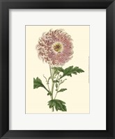 Blushing Blossoms II Fine Art Print