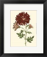 Blushing Blossoms III Fine Art Print