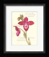 Elissa's Garden II Fine Art Print