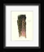 Asparagus Officinalis Framed Print