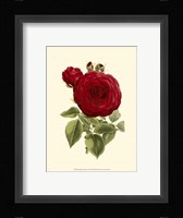 Magnificent Rose I Fine Art Print