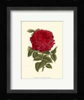 Magnificent Rose II Fine Art Print