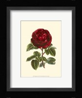Magnificent Rose III Fine Art Print