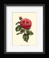 Magnificent Rose V Fine Art Print