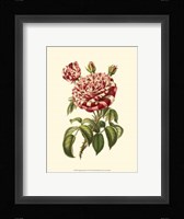 Magnificent Rose VI Fine Art Print