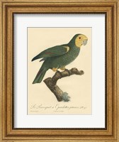 Small Barraband Parrot PL 98 (IP) Fine Art Print