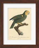 Small Barraband Parrot PL 98 (IP) Fine Art Print