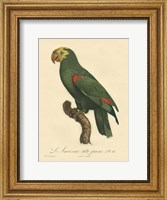 Small Barraband Parrot PL 86 (IP) Fine Art Print