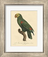 Small Barraband Parrot PL 86 (IP) Fine Art Print