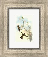 Single Gould Hummingbird (IP) I Fine Art Print