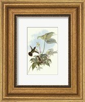 Single Gould Hummingbird (IP) II Fine Art Print