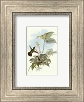 Single Gould Hummingbird (IP) II Fine Art Print
