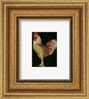 Single Rooster (IP) II Fine Art Print
