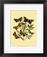 Small Butterfly Gathering III Fine Art Print