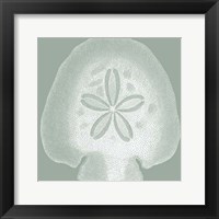 Seabreeze Shells I (P) Fine Art Print