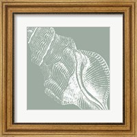 Seabreeze Shells III (P) Fine Art Print