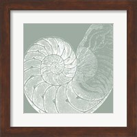 Seabreeze Shells IV (P) Fine Art Print