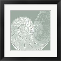 Seabreeze Shells IV (P) Fine Art Print