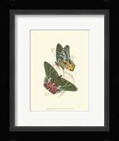 Butterflies III Fine Art Print
