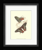 Butterflies IV Fine Art Print