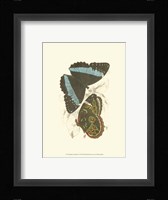 Butterflies VI Fine Art Print