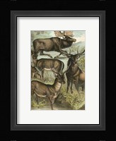 Johnson's Deer & Elk Fine Art Print