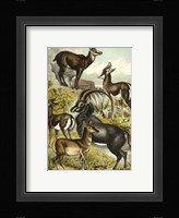 Johnson's Antelope Fine Art Print