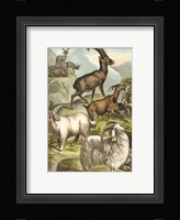 Johnson's Goats Fine Art Print